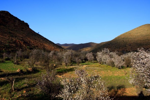 tafraoute-blossom-morocco-photography-tours