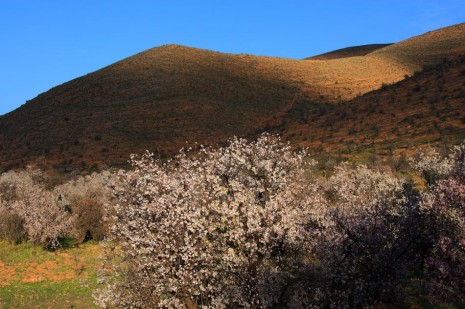 valley blossom